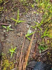 Pterostylis australis