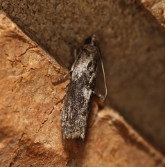 Sciota melanostyla