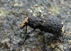 Platyrhinus resinosus