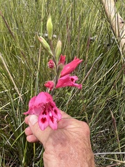 Gladiolus inflatus