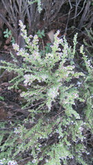 Eriocephalus ericoides