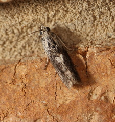 Sciota melanostyla