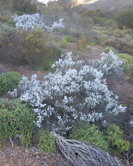 Eriocephalus ericoides