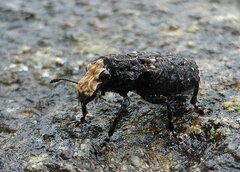 Platyrhinus resinosus