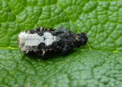Platyrhinus resinosus