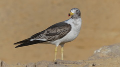 Larus belcheri