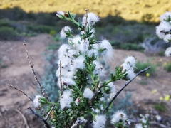 Eriocephalus ericoides