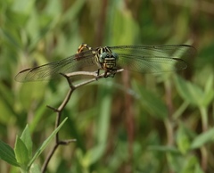 Aphylla angustifolia