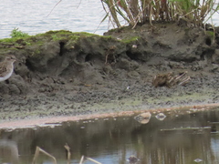 Calidris subminuta