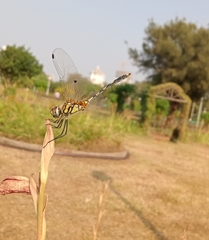 Trithemis pallidinervis