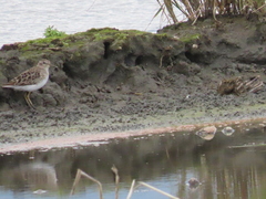 Calidris subminuta