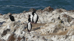 Leucocarbo bougainvillii