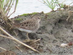 Calidris subminuta