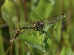 Aphylla angustifolia