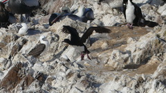 Leucocarbo bougainvillii