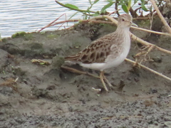 Calidris subminuta