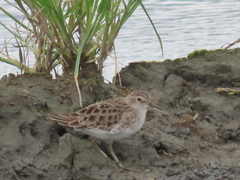 Calidris subminuta