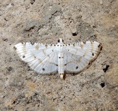 Pycnarmon cribrata