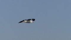 Larus belcheri
