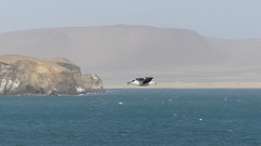 Larus belcheri