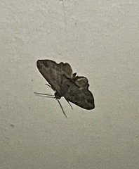 Chloroclystis filata