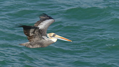 Pelecanus thagus