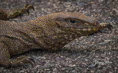 Varanus nebulosus