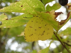 Eurema mandarina