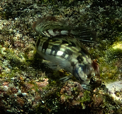 Istiblennius