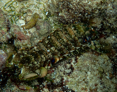 Gonodactylus platysoma