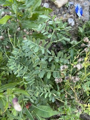 Vicia amoena