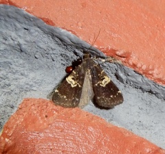 Hydrillodes gravatalis