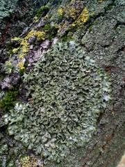 Pleurosticta acetabulum