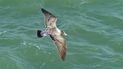 Larus belcheri