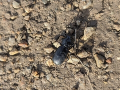 Pterostichus madidus