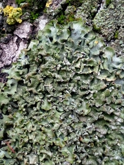 Pleurosticta acetabulum