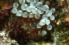 Entacmaea quadricolor