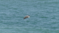 Leucophaeus modestus