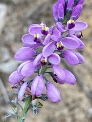 Comesperma