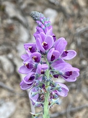 Comesperma