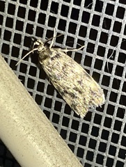 Hofmannophila pseudospretella