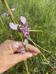 Diuris punctata