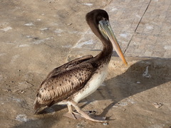 Pelecanus thagus