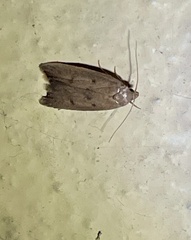 Tachystola acroxantha