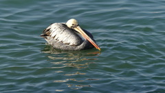 Pelecanus thagus