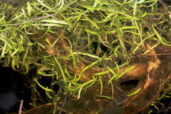 Utricularia uliginosa