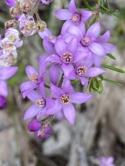 Philotheca spicata