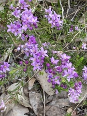 Philotheca spicata