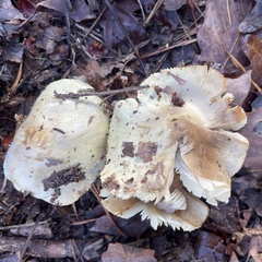 Tricholoma equestre
