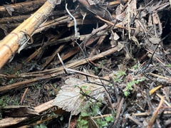 Xylaria hypoxylon